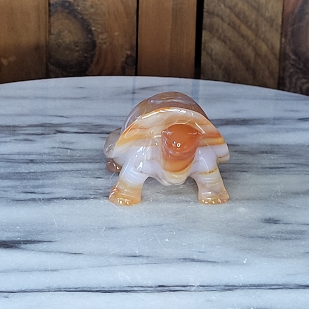 Xarnelian Land Tortoise - Picture 8 of 16